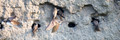 Overzwalum - Sand Martin-3