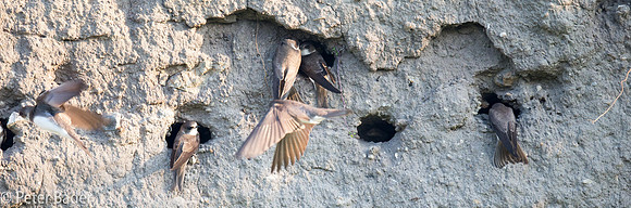 Overzwalum - Sand Martin-3
