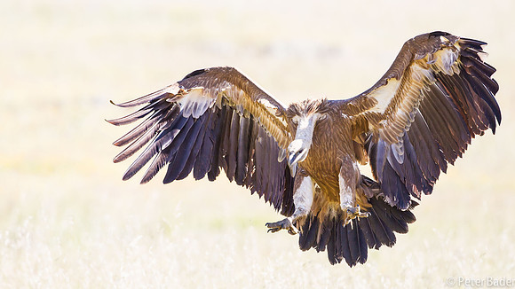 Vale Gier - Griffon Vulture