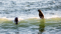 Zeehonden - Seals