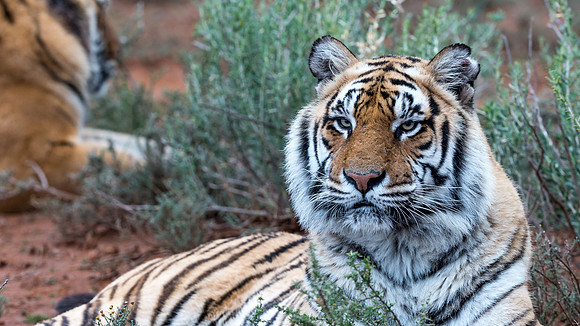Tiger Canyon-6